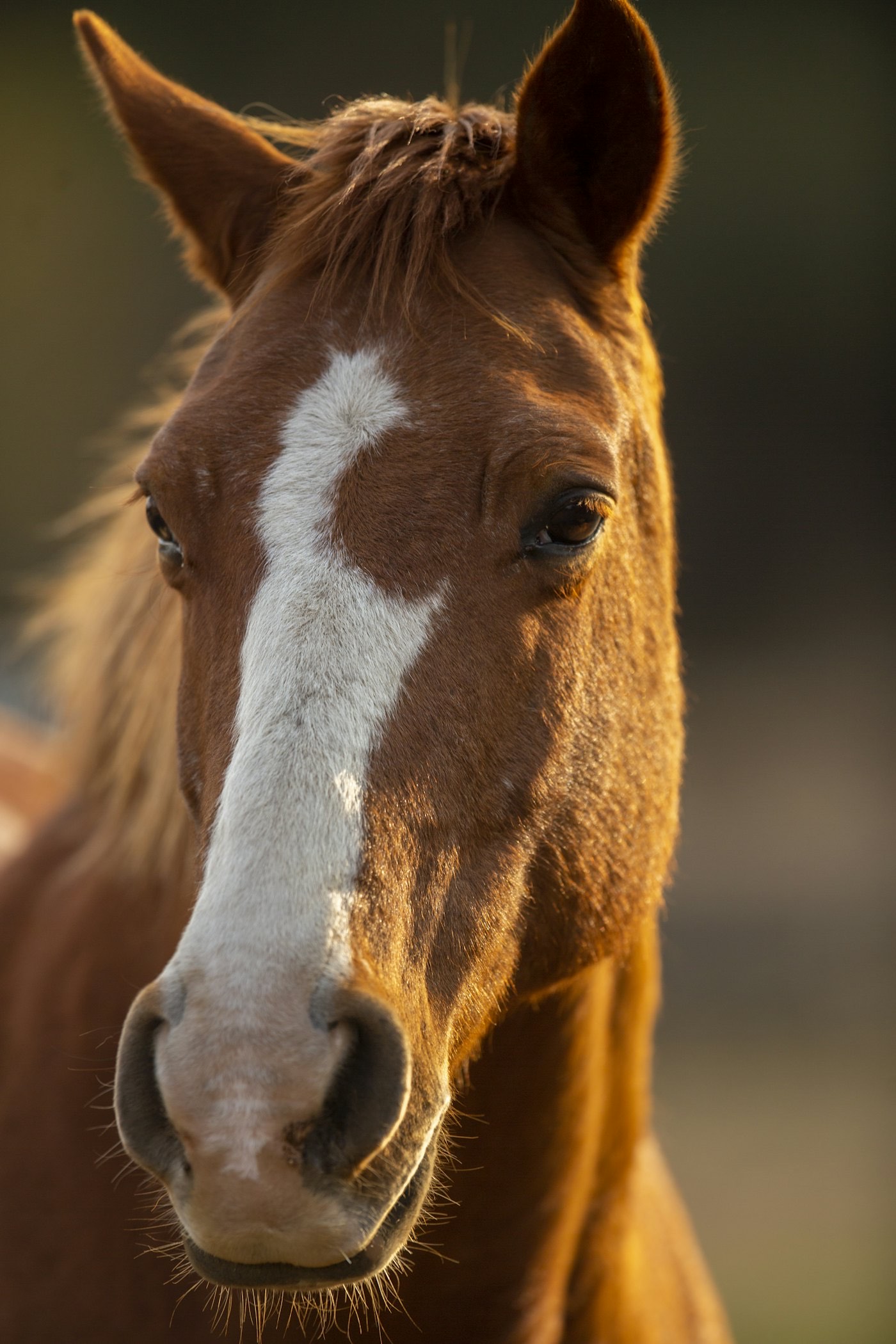 Portrait d’un cheval à la lumière du soir